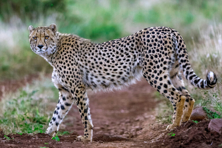 African_Cheetah